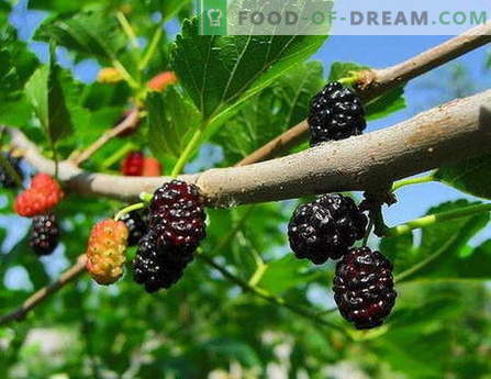 Mulberry moos: kuidas süüa korralikult