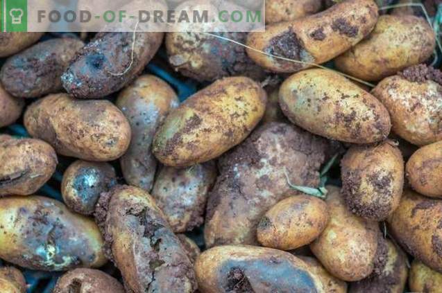 „Taboo TRIO” - ohutu külvieelne ennetamine kartulihaiguste ja kahjurite puhul