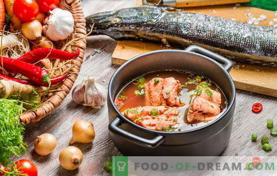 Kala keetmine on delikaatne asi! Kuidas küpsetada kala suppi jõest või punastest kaladest, oderiga, hirss, konservid, krevetid, tomatid